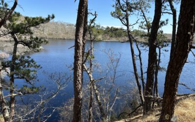 The Steeple Newsletter